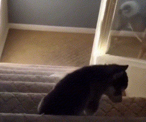 댕댕이 인생경험 | 인스티즈