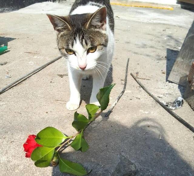 밥 챙겨주는 집사에게 꽃 꺾어다 준 로맨틱 고양이 | 인스티즈