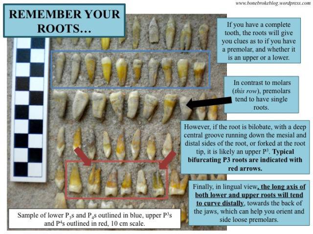 치대 들어가면 처음으로 배운다는 이빨 구별하기 | 인스티즈