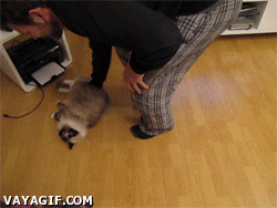 집사와 노는 고양이.gif | 인스티즈