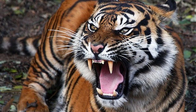 쳐다보기만해도 시름시름 앓다 죽었다는 호랑이의 안광.jpgif | 인스티즈