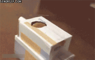 집사와 노는 고양이.gif | 인스티즈