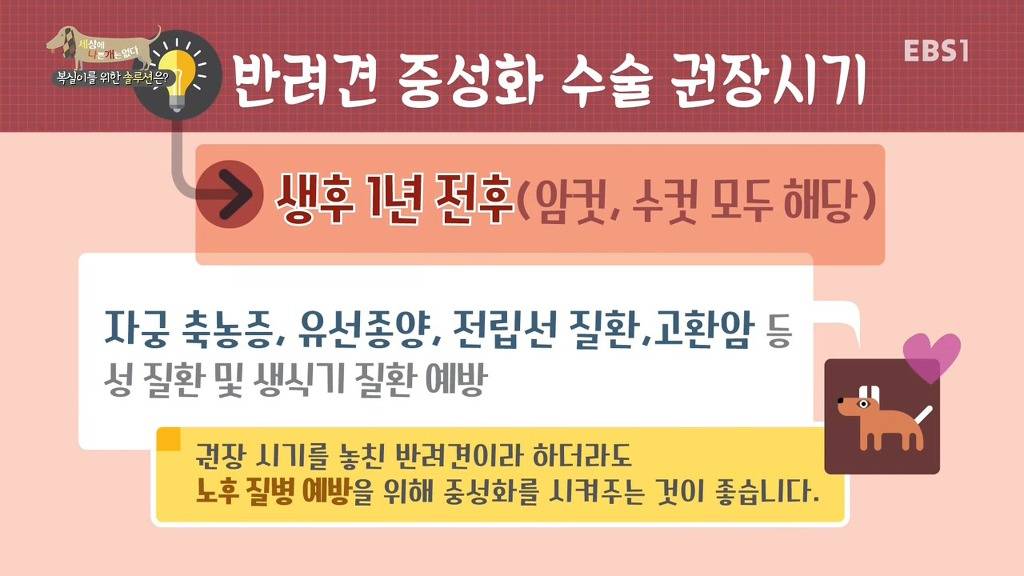 개 키울때 중성화 수술을 해줘야하는 이유 (feat.세나개) | 인스티즈