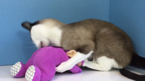 텔레토비 장난감을 소개해주고 노는 유투버(feat. 고양이) | 인스티즈