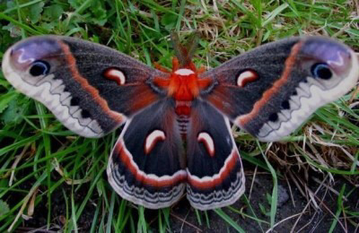 [고르기] 나방손으로 오분동안만지고 뽀뽀vs이명박이랑 딥키스 | 인스티즈