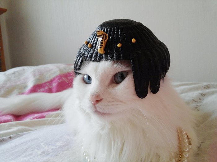 고양이 클레오파트라 가발 만들기! | 인스티즈