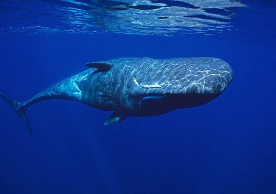 [고르기] 다음생에 사람이 아닌 동물로 태어난다면? | 인스티즈