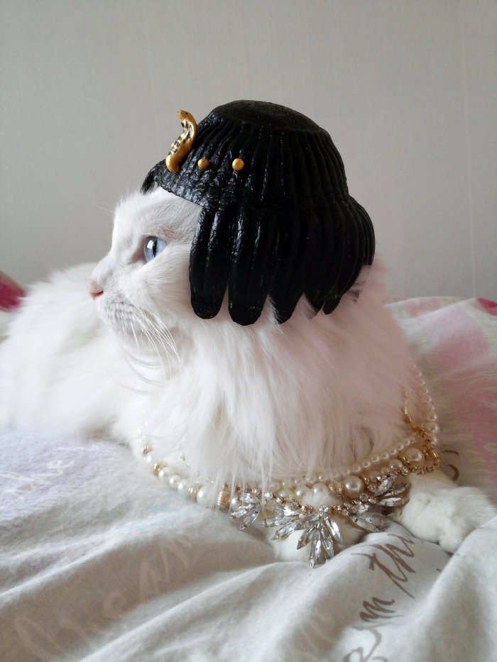 고양이 클레오파트라 가발 만들기! | 인스티즈