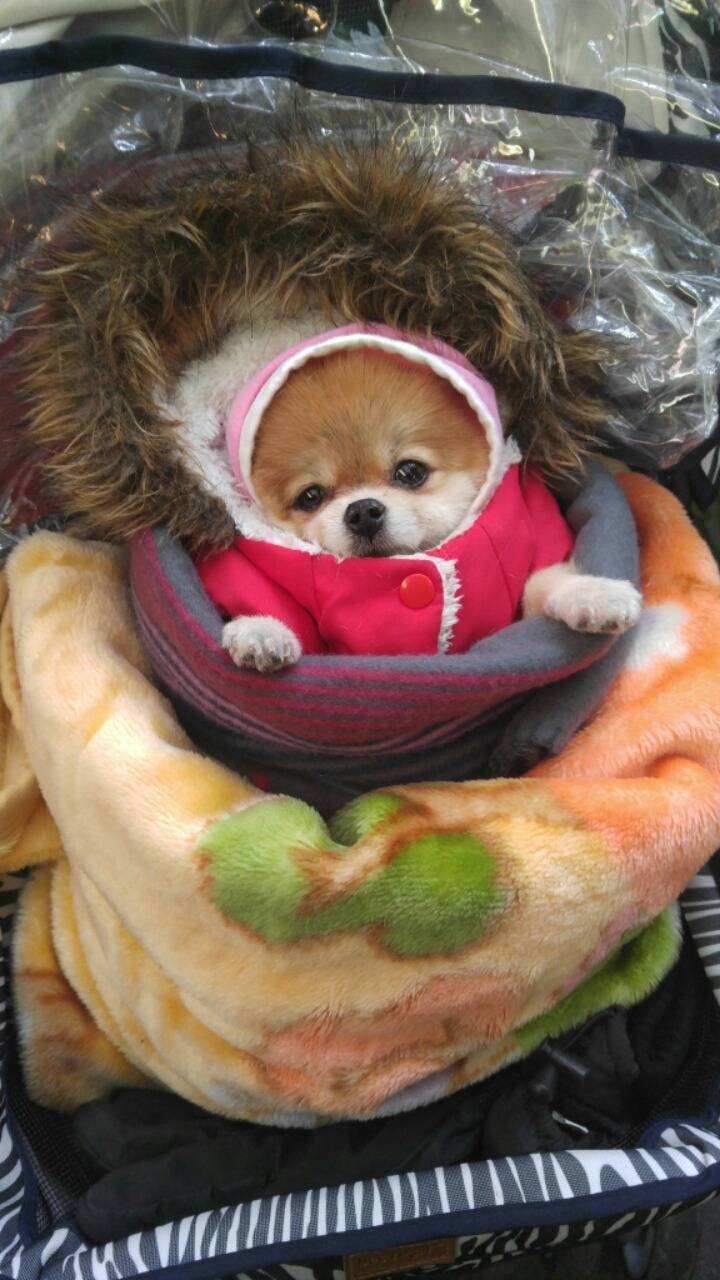  할머니가 댕댕이 춥지말라고 옷을 입혀주셨다 | 인스티즈