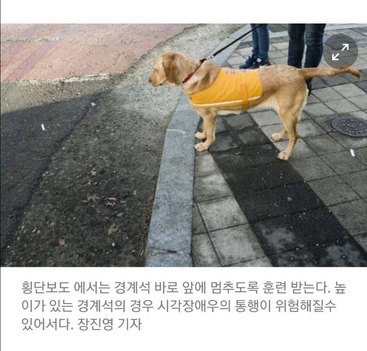 "저는 안내견 공부중입니다." | 인스티즈