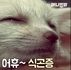 심쿵하게 하는 사막여우 레전드.gif | 인스티즈