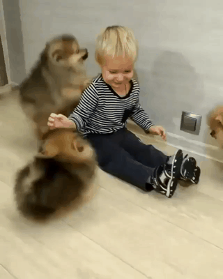 개들에게 무자비하게 공격당하는 인간 (혐오주의) | 인스티즈