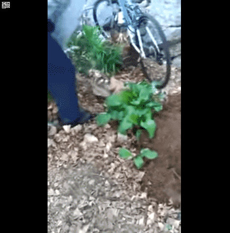 고양이 생매장하는 경비원.gif (혐오주의) | 인스티즈