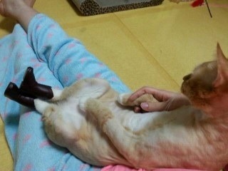 부츠가 맘에 든 듯한 고양이.jpg | 인스티즈