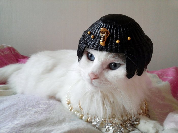 고양이 클레오파트라 가발 만들기! | 인스티즈