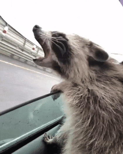 바람과 사투를 벌이는 라쿤맨 | 인스티즈