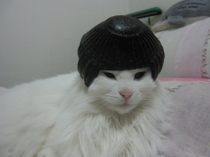 고양이 클레오파트라 가발 만들기! | 인스티즈