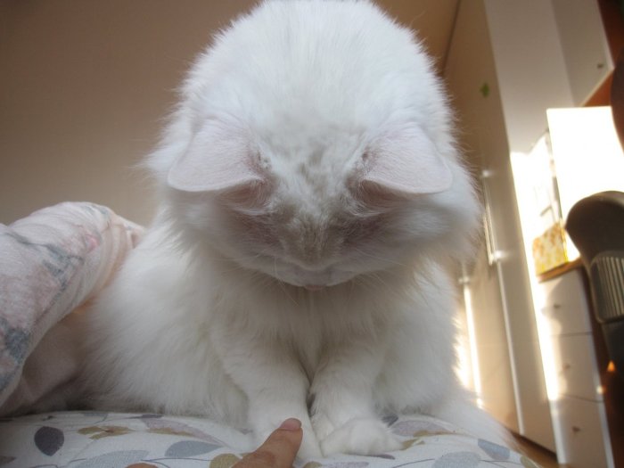 고양이 클레오파트라 가발 만들기! | 인스티즈