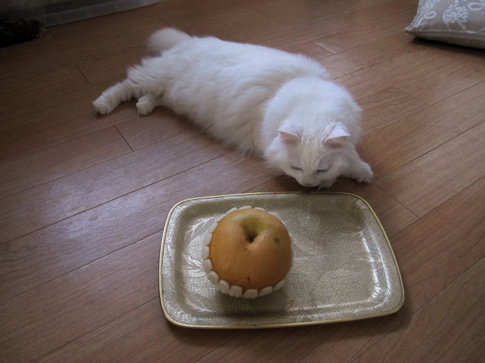 고양이 클레오파트라 가발 만들기! | 인스티즈