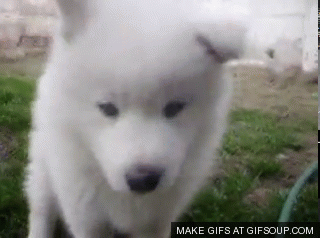 사모예드를 아시나요?.gif | 인스티즈