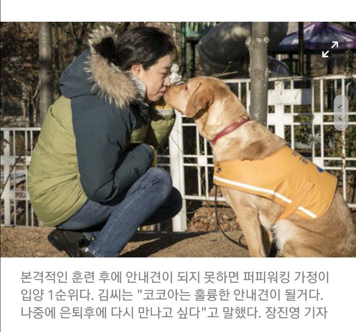 "저는 안내견 공부중입니다." | 인스티즈