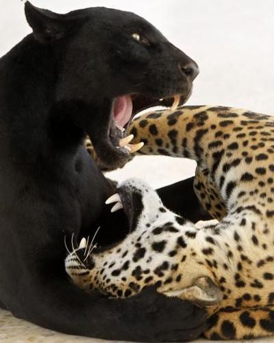 엄마 흑재규어 & 새끼 점박이 재규어 | 인스티즈