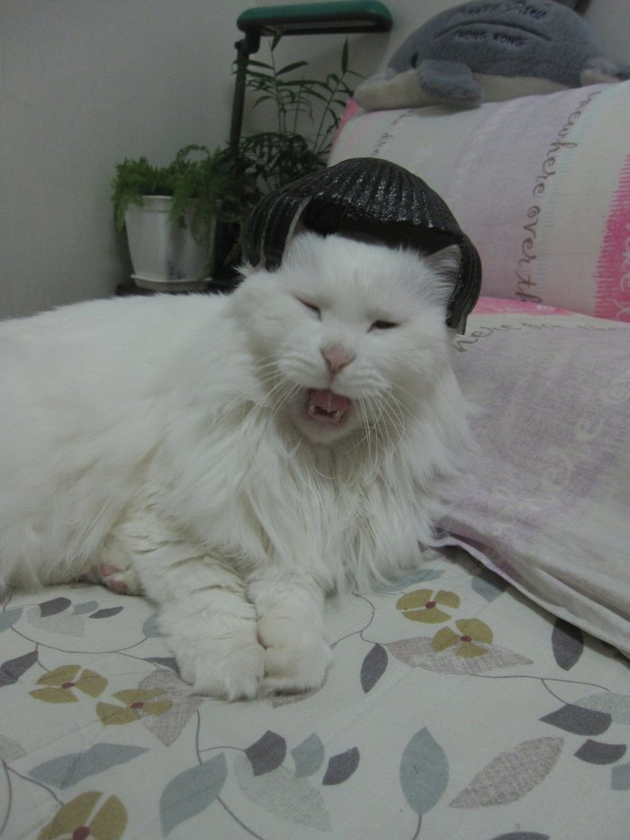 고양이 클레오파트라 가발 만들기! | 인스티즈