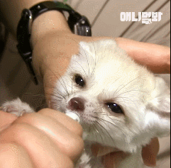 심쿵하게 하는 사막여우 레전드.gif | 인스티즈