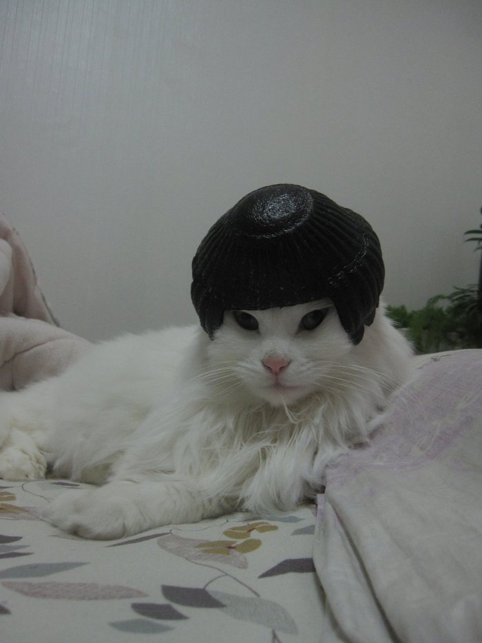 고양이 클레오파트라 가발 만들기! | 인스티즈