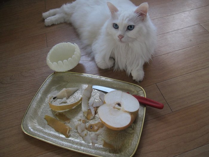 고양이 클레오파트라 가발 만들기! | 인스티즈