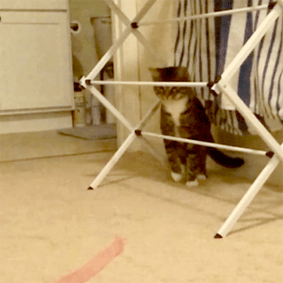 냥이들 | 인스티즈