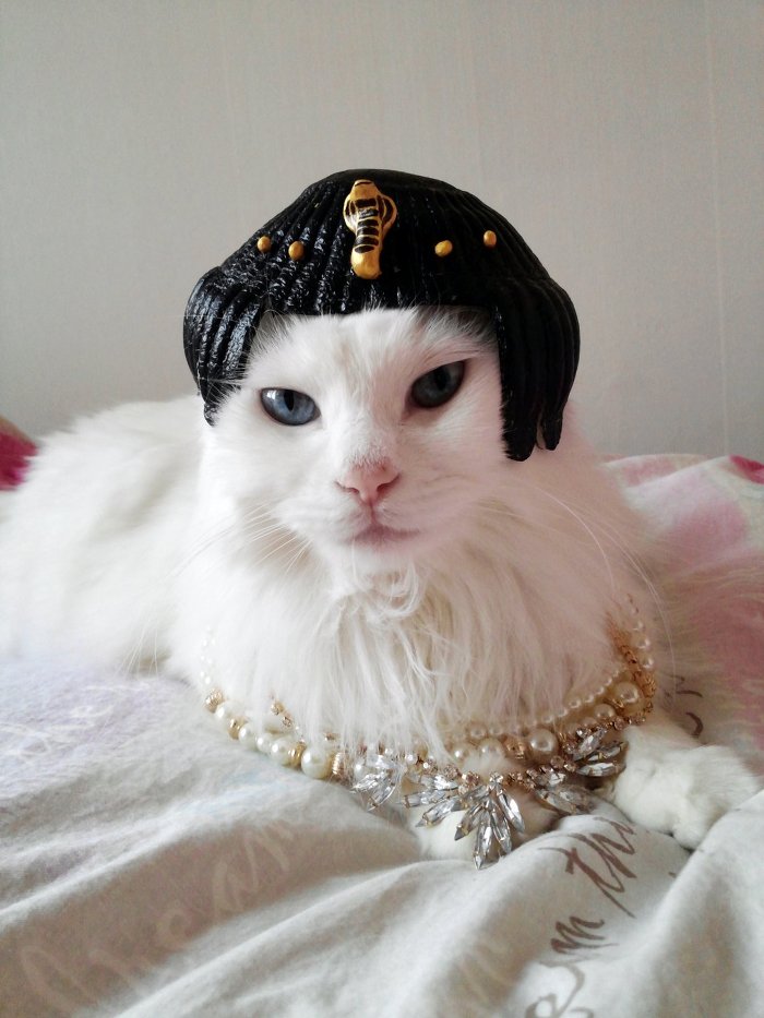 고양이 클레오파트라 가발 만들기! | 인스티즈