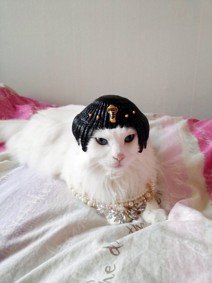 고양이 클레오파트라 가발 만들기! | 인스티즈