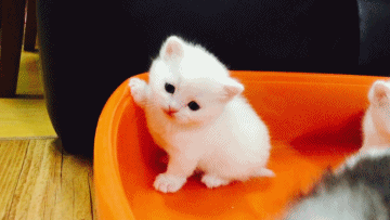 나만고양이없어! 고양이 gifjpg | 인스티즈