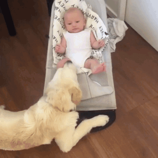 아기한테 안기고 싶어하는 댕댕이 | 인스티즈