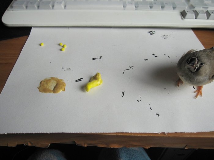 고양이 클레오파트라 가발 만들기! | 인스티즈