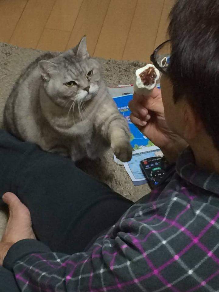 한입도 안줘서 친 냥이.jpg | 인스티즈