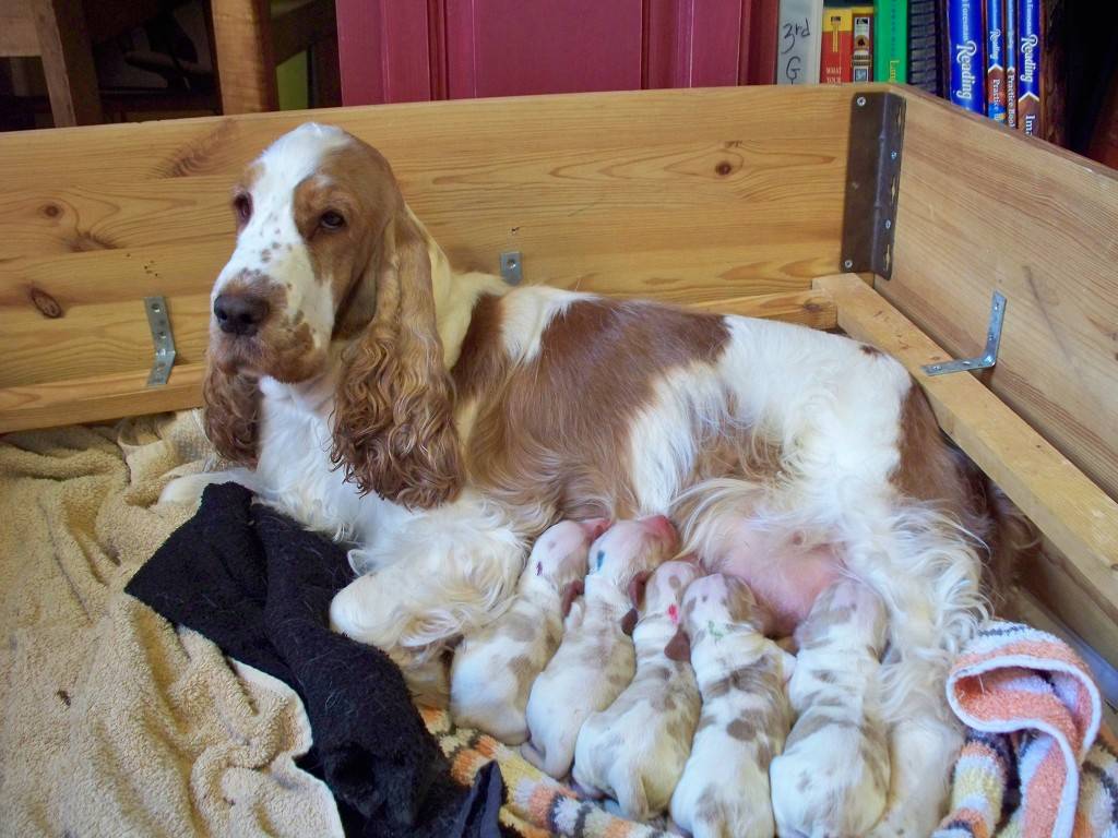 견종 이야기 - 잉글리시 코카 스파니엘 | 인스티즈