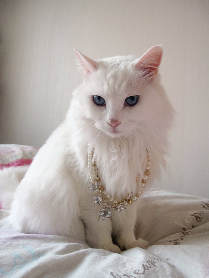 고양이 클레오파트라 가발 만들기! | 인스티즈