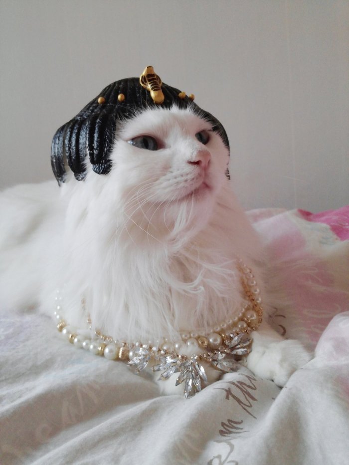 고양이 클레오파트라 가발 만들기! | 인스티즈