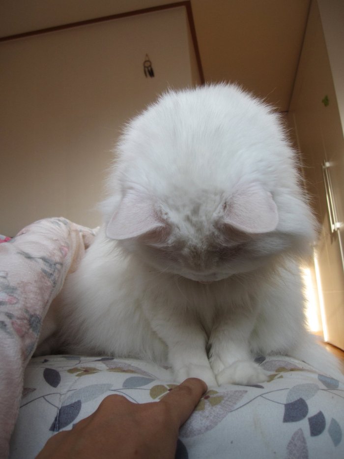 고양이 클레오파트라 가발 만들기! | 인스티즈