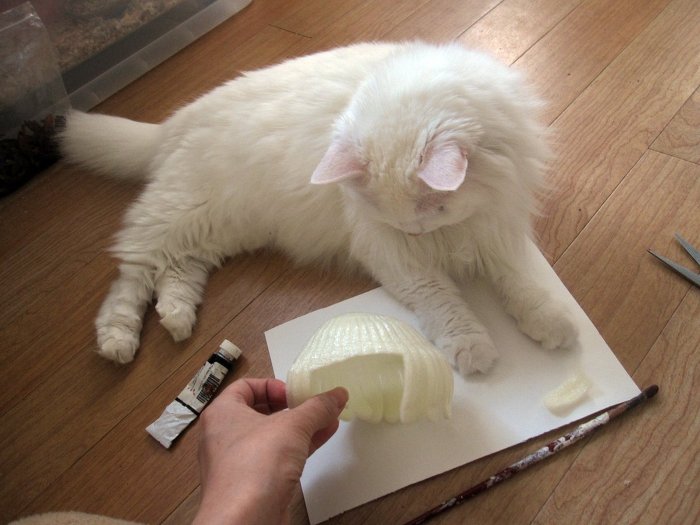 고양이 클레오파트라 가발 만들기! | 인스티즈