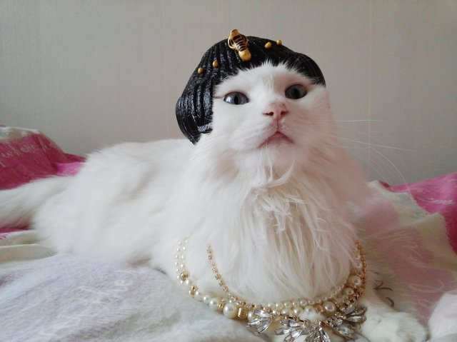 고양이 클레오파트라 가발 만들기! | 인스티즈