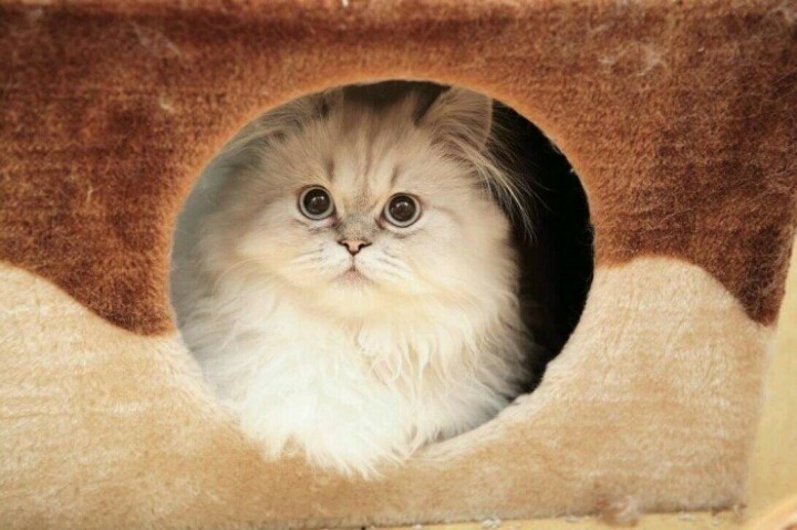 [고르기] 다음생에 사람이 아닌 동물로 태어난다면? | 인스티즈