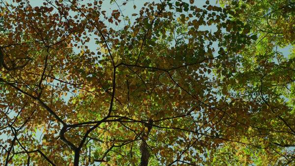 한국에서 리메이크 예정인 일본 힐링영화 리틀포레스트 (Little Forest) | 인스티즈