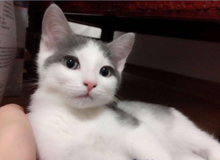 둘 중 더 본인취향인 고양이는??????.jpg | 인스티즈