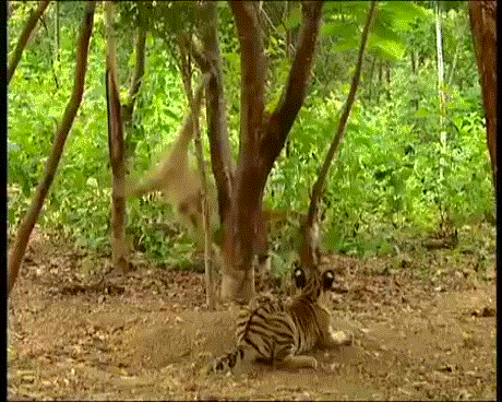 니달리 가지고 노는 오공 gif | 인스티즈