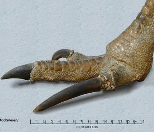 세계에서 가장 위험한 새 | 인스티즈