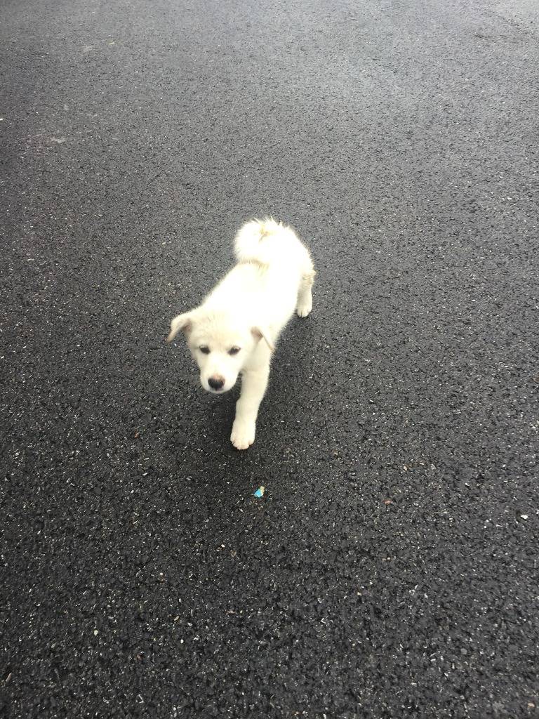 길거리 어린 댕댕이 밥줬더니... | 인스티즈