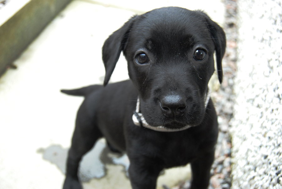 견종 이야기 - 래브라도 리트리버 | 인스티즈